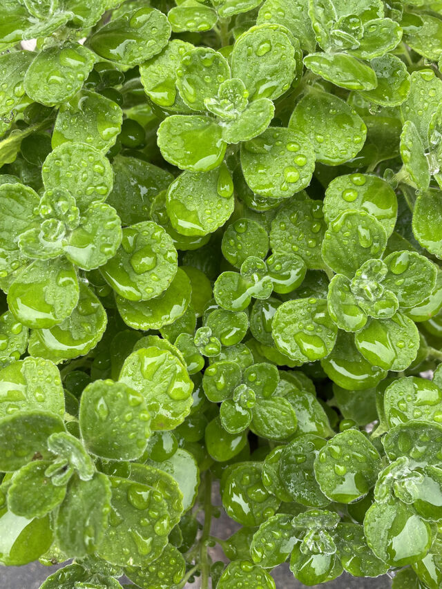 最近のマイブーム｜写メ日記｜町村ひとみ｜上野・浅草・秋葉原 人妻デリヘル セカンドパートナー