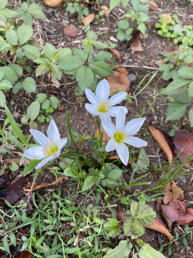 アナログ女子ですが…｜写メ日記｜町村ひとみ｜上野・浅草・秋葉原 人妻デリヘル セカンドパートナー