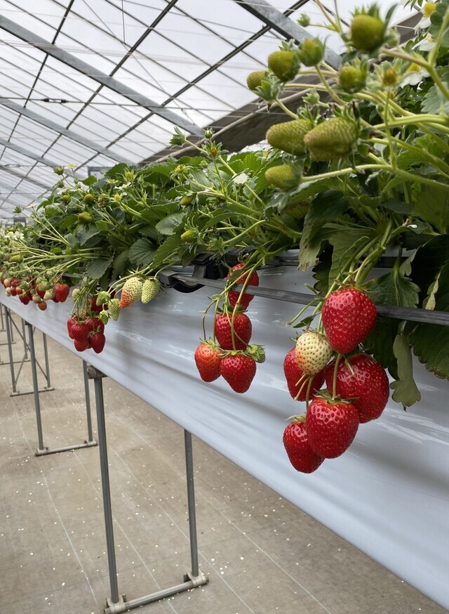 わたしの推し活｜写メ日記｜町村ひとみ｜上野・浅草・秋葉原 人妻デリヘル セカンドパートナー