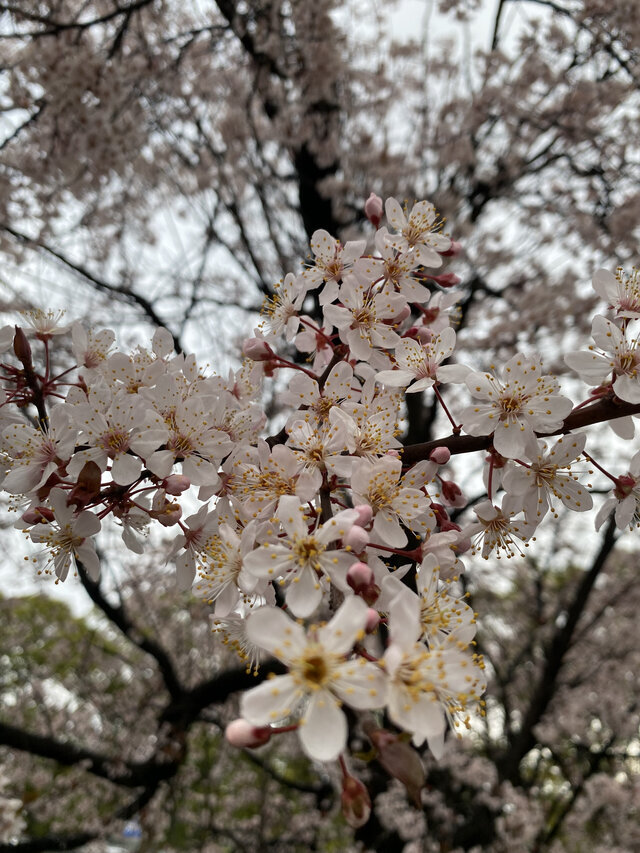 ひとみです｜写メ日記｜町村ひとみ｜上野・浅草・秋葉原 人妻デリヘル セカンドパートナー
