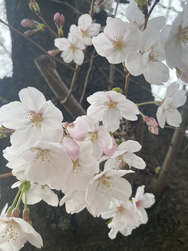満開ですね｜写メ日記｜町村ひとみ｜上野・浅草・秋葉原 人妻デリヘル セカンドパートナー