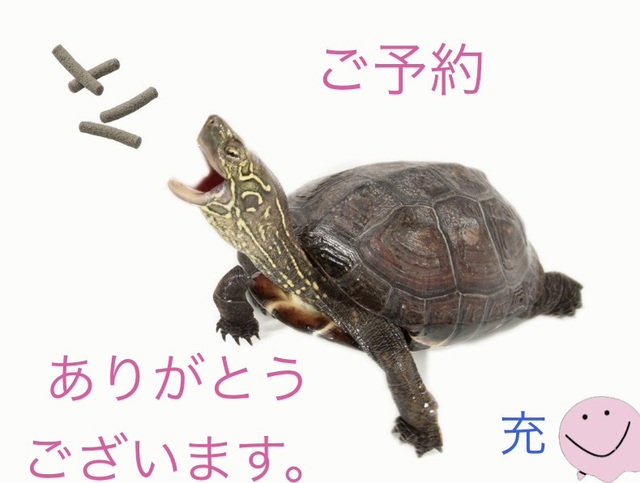 ご予約ありがとうございます。｜写メ日記｜松岡みつる｜上野・浅草・秋葉原 人妻デリヘル セカンドパートナー