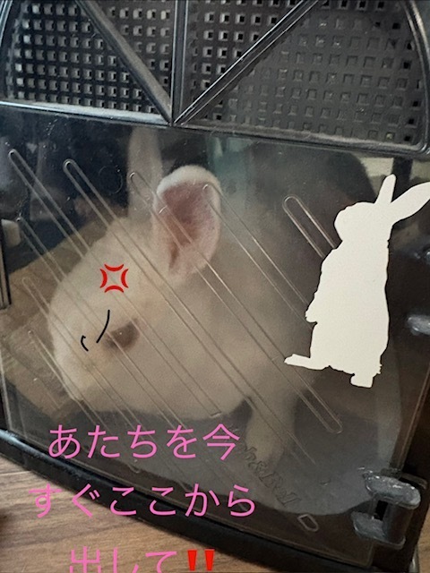 ウサギさんの健康診断