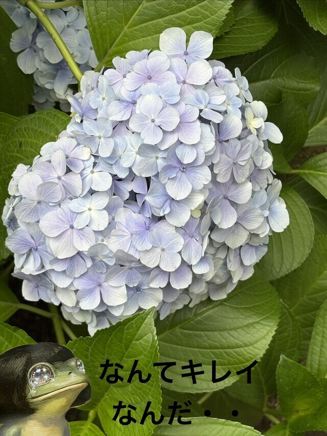 特別名勝　六義園のアジサイ