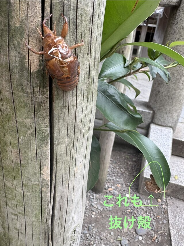 夏の思い出｜写メ日記｜松岡みつる｜上野・浅草・秋葉原 人妻デリヘル セカンドパートナー
