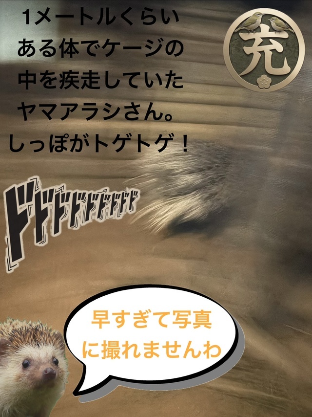 秋の夜の動物園①｜写メ日記｜松岡みつる｜上野・浅草・秋葉原 人妻デリヘル セカンドパートナー
