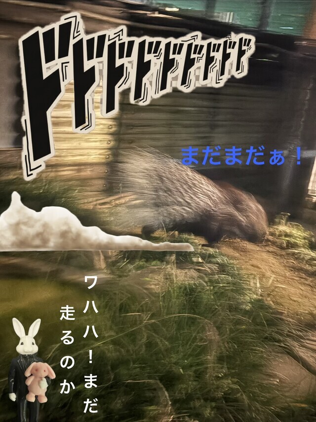 秋の夜の動物園②｜写メ日記｜松岡みつる｜上野・浅草・秋葉原 人妻デリヘル セカンドパートナー