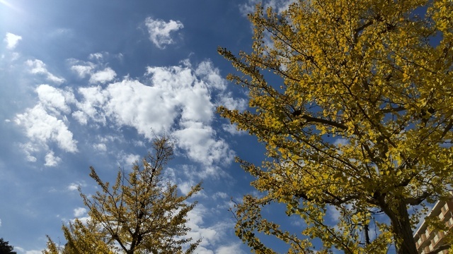 銀杏が、｜写メ日記｜野原るう｜上野・浅草・秋葉原 人妻デリヘル セカンドパートナー