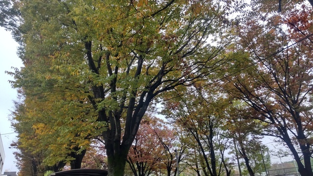 クリスマスイルミネーションが、｜写メ日記｜野原るう｜上野・浅草・秋葉原 人妻デリヘル セカンドパートナー