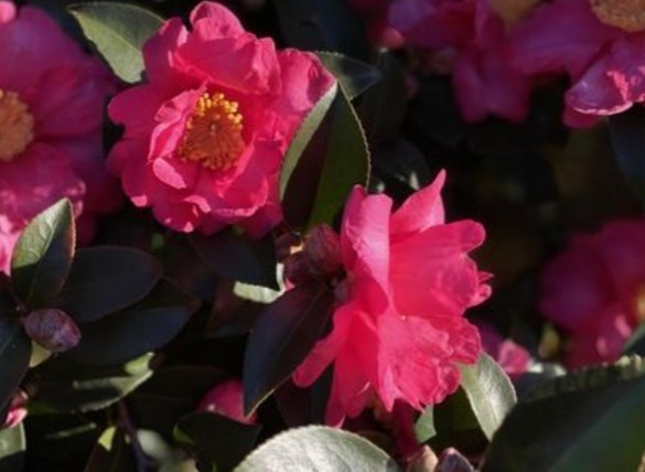 綺麗な｜写メ日記｜石原やえ｜上野・浅草・秋葉原 人妻デリヘル セカンドパートナー