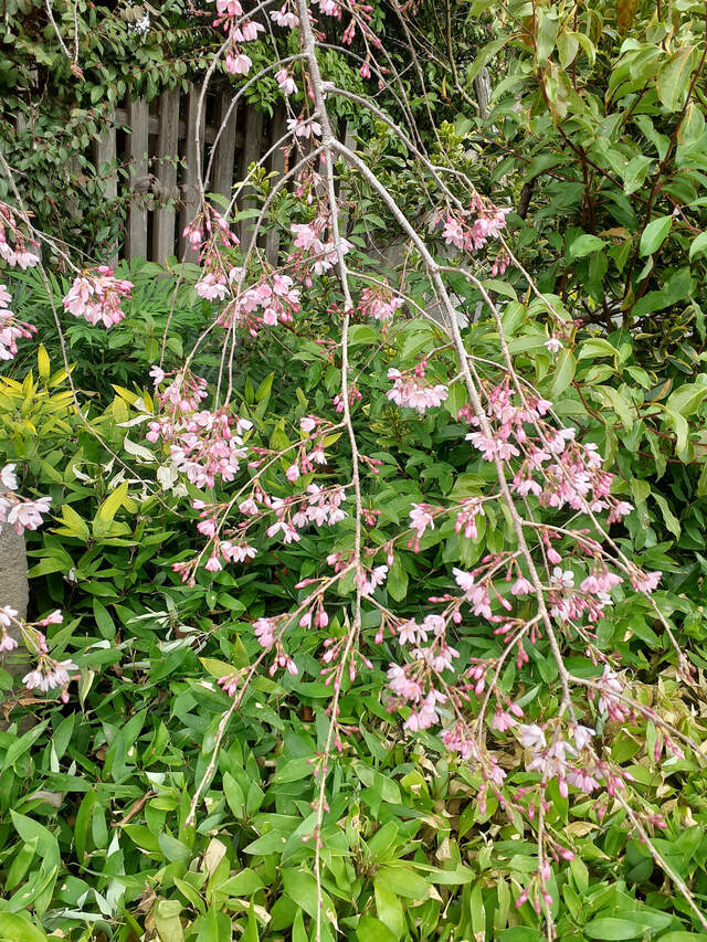 足音｜写メ日記｜石原やえ｜上野・浅草・秋葉原 人妻デリヘル セカンドパートナー