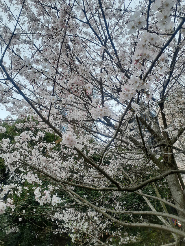 桜が｜写メ日記｜石原やえ｜上野・浅草・秋葉原 人妻デリヘル セカンドパートナー