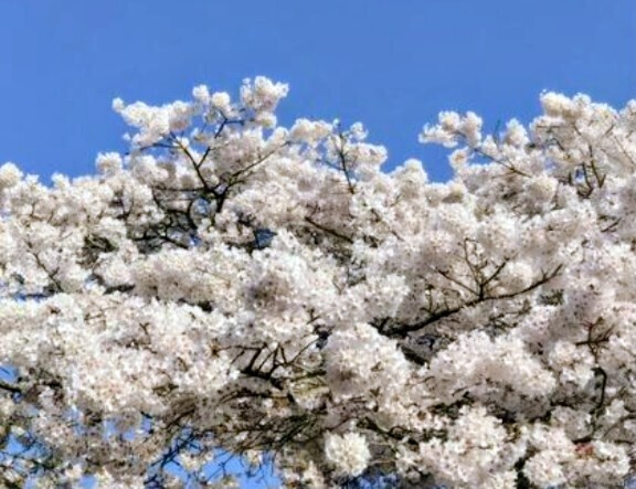 フレッシュマン｜写メ日記｜石原やえ｜上野・浅草・秋葉原 人妻デリヘル セカンドパートナー