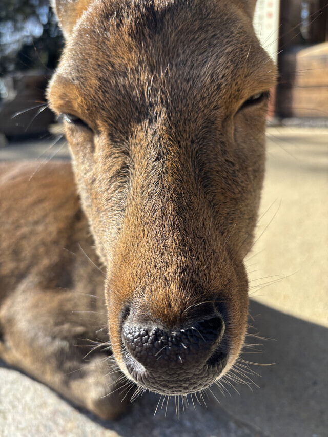 だーれだ⁉️｜写メ日記｜中村あんな｜上野・浅草・秋葉原 人妻デリヘル セカンドパートナー