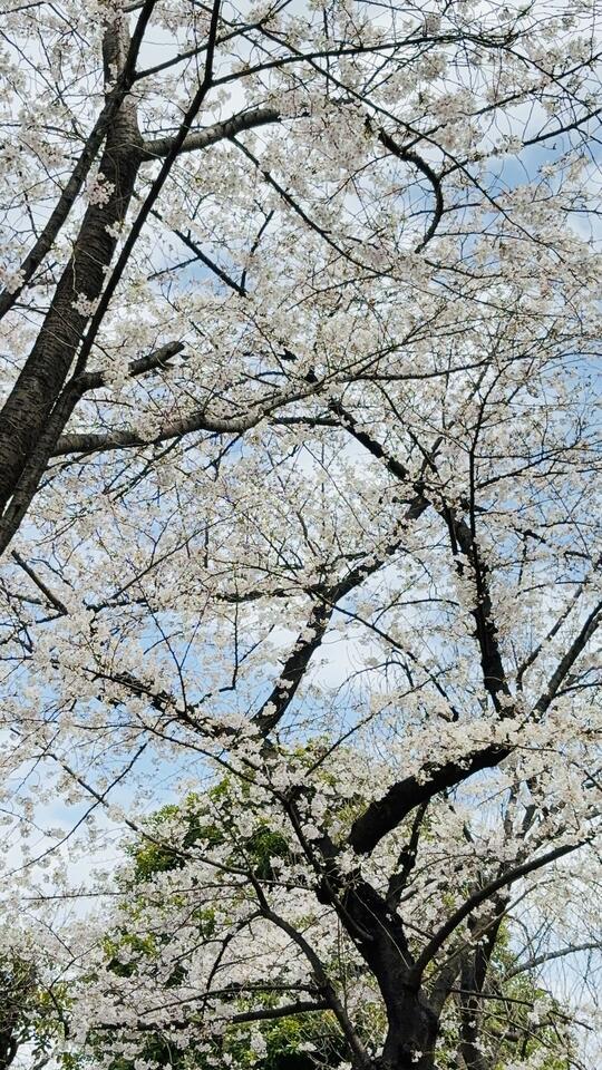 こんにちは♪｜写メ日記｜櫻井みさき｜上野・浅草・秋葉原 人妻デリヘル セカンドパートナー