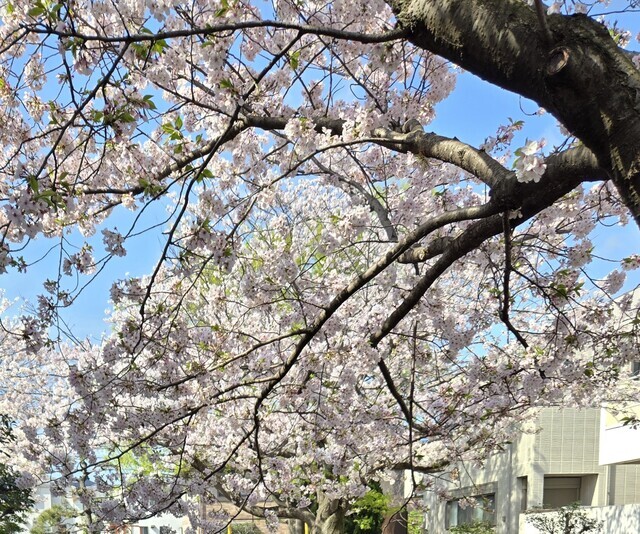 4月ももう6日｜写メ日記｜楠りあ｜上野・浅草・秋葉原 人妻デリヘル セカンドパートナー