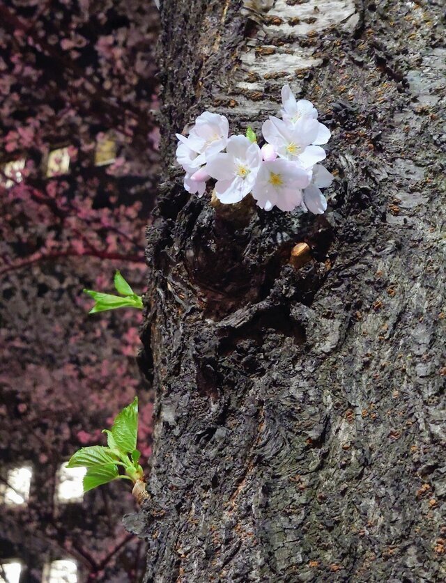 はじめまして｜写メ日記｜桜庭しおり｜上野・浅草・秋葉原 人妻デリヘル セカンドパートナー