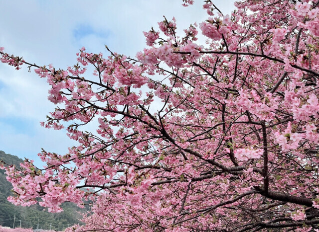 初めましてのご挨拶｜写メ日記｜小川さな｜上野・浅草・秋葉原 人妻デリヘル セカンドパートナー