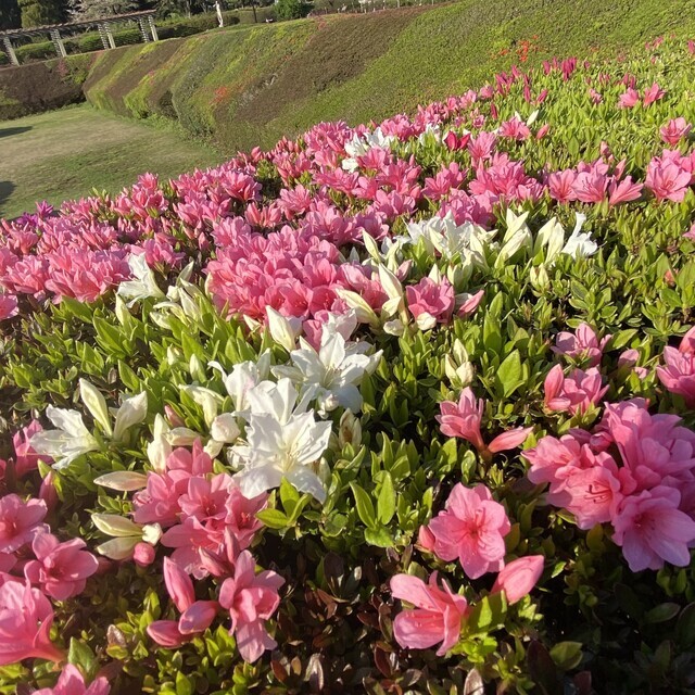 ありがとう｜写メ日記｜白鳥ゆうき｜上野・浅草・秋葉原 人妻デリヘル セカンドパートナー