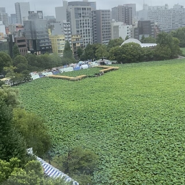 蓮池