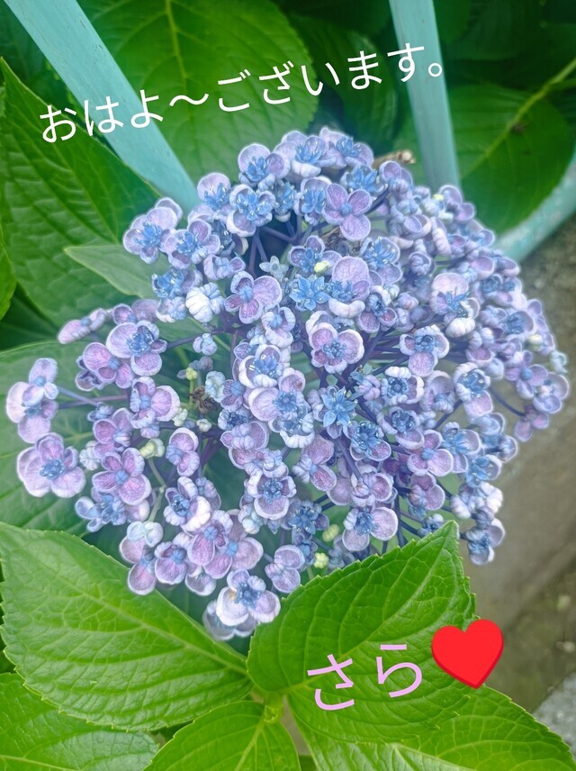 GoodMorning♥