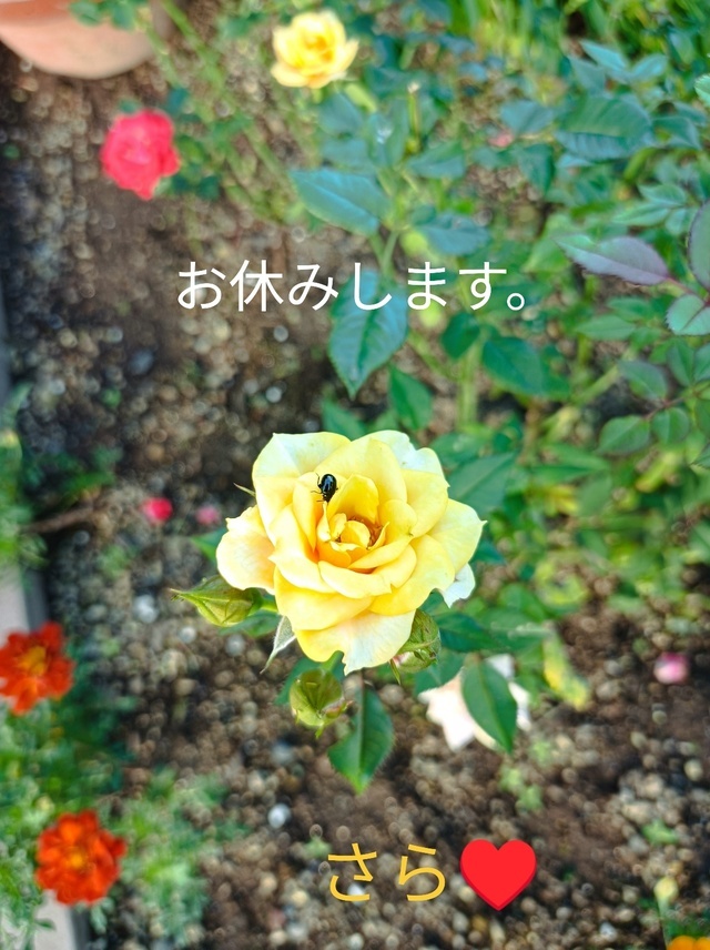 さら♥です。｜写メ日記｜宮瀬さら｜上野・浅草・秋葉原 人妻デリヘル セカンドパートナー