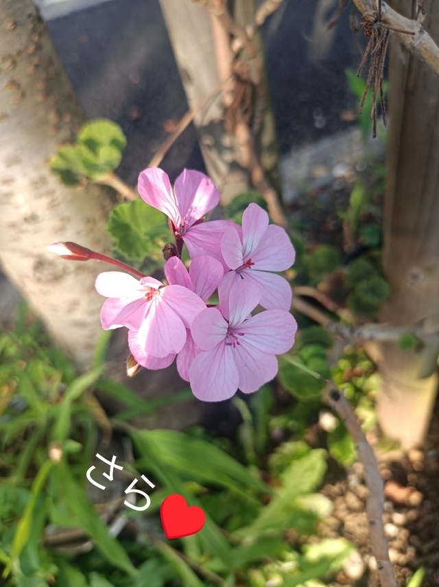 頑張って｜写メ日記｜宮瀬さら｜上野・浅草・秋葉原 人妻デリヘル セカンドパートナー