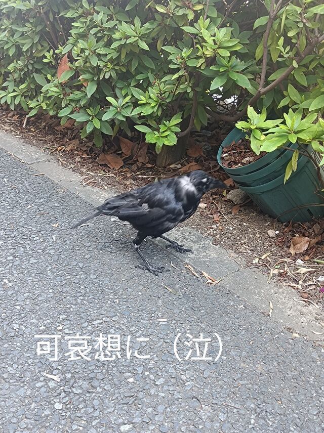 昨日｜写メ日記｜宮瀬さら｜上野・浅草・秋葉原 人妻デリヘル セカンドパートナー