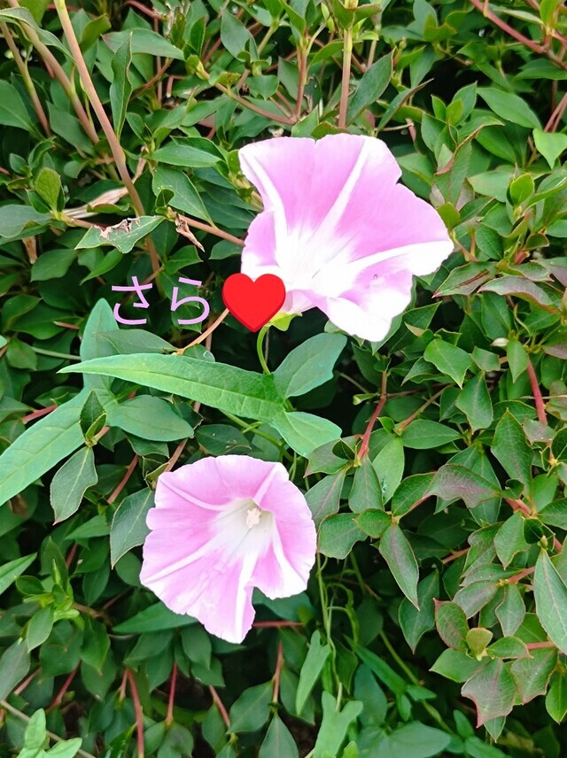 お礼♥｜写メ日記｜宮瀬さら｜上野・浅草・秋葉原 人妻デリヘル セカンドパートナー