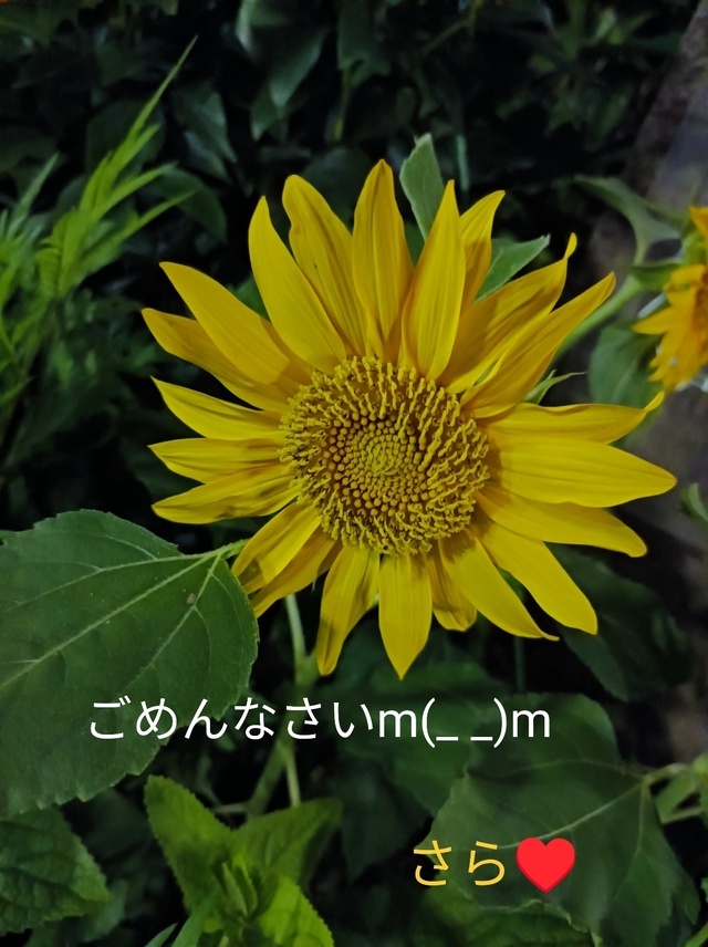 m(_ _)m♥｜写メ日記｜宮瀬さら｜上野・浅草・秋葉原 人妻デリヘル セカンドパートナー