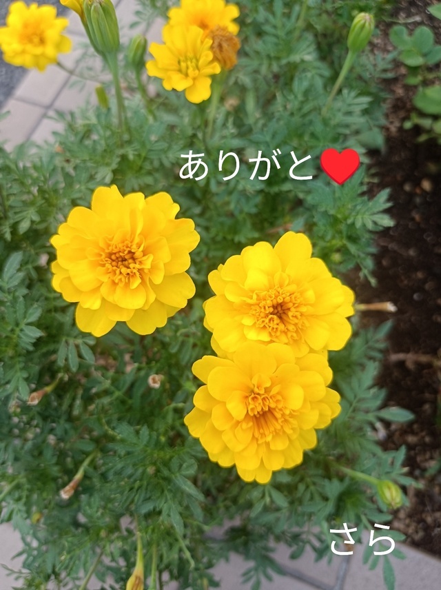こんばんは★