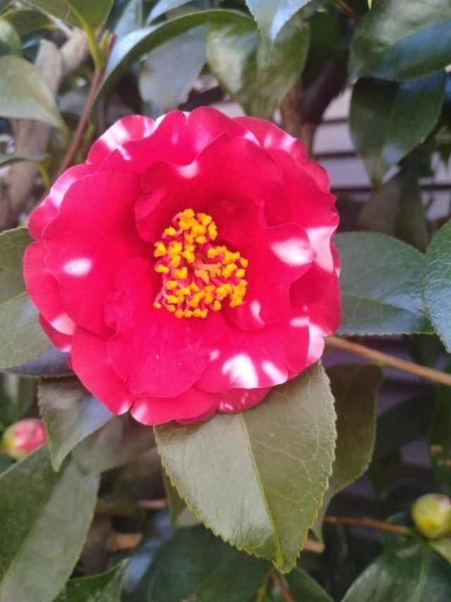 突然です｜写メ日記｜香（かおる）｜品川・五反田 人妻デリヘル 不倫快感