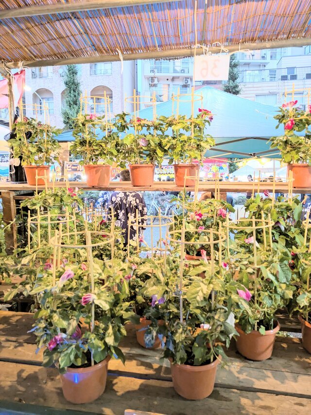 朝顔｜写メ日記｜菅原｜鶯谷 人妻デリヘル おふくろ
