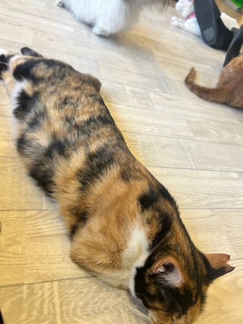 3月|写メ日記|黒川|鶯谷 人妻デリヘル おふくろ