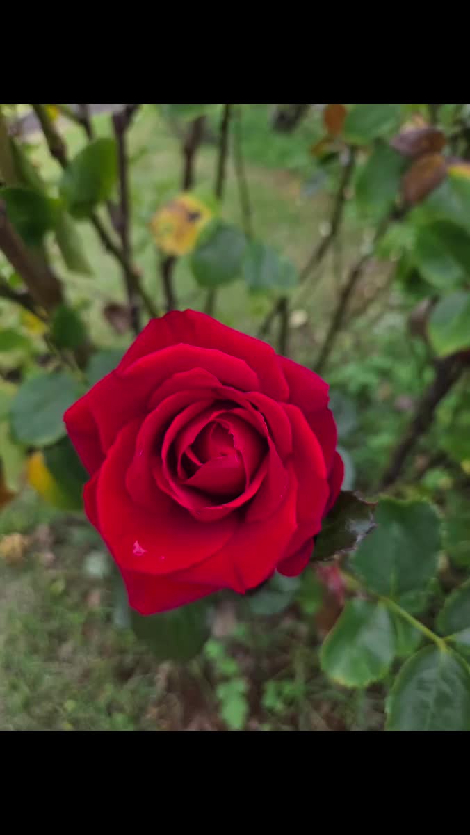 こんにちは｜写メ日記｜矢吹｜鶯谷 人妻デリヘル おふくろ