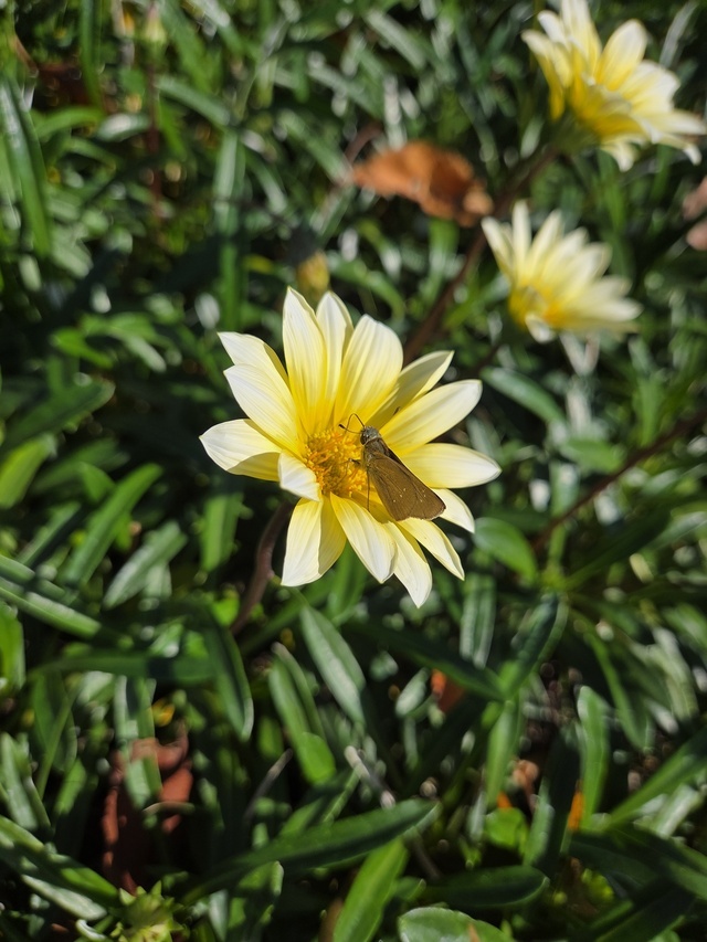 おはようございます。｜写メ日記｜矢吹｜鶯谷 人妻デリヘル おふくろ