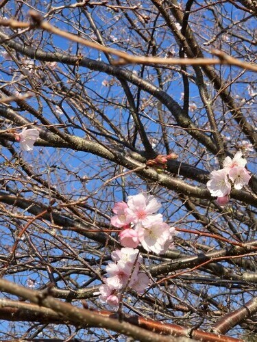 おはようございます｜写メ日記｜矢吹｜鶯谷 人妻デリヘル おふくろ