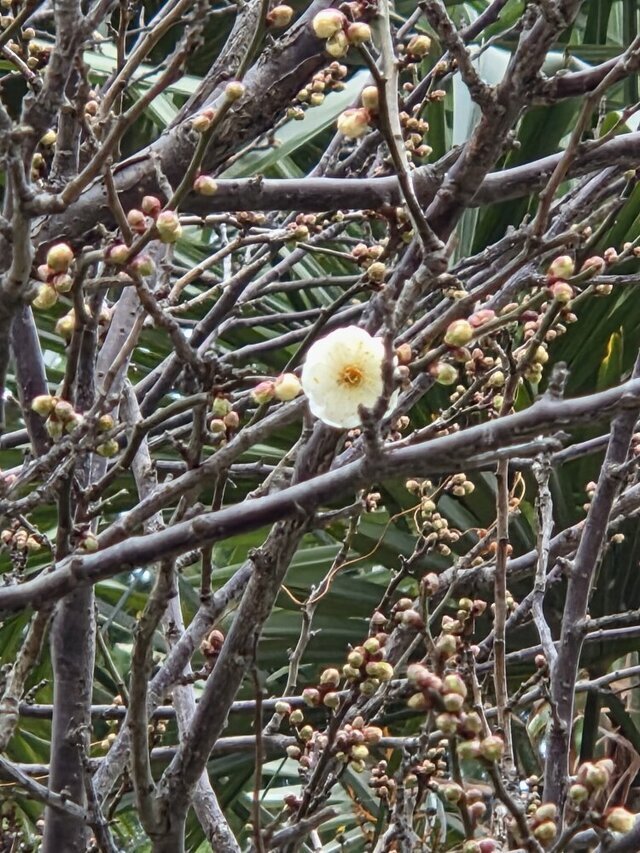 おはようございます｜写メ日記｜矢吹｜鶯谷 人妻デリヘル おふくろ