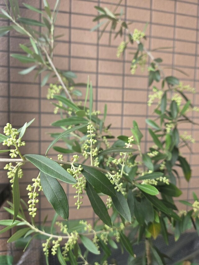 こんにちは👋😃｜写メ日記｜矢吹｜鶯谷 人妻デリヘル おふくろ