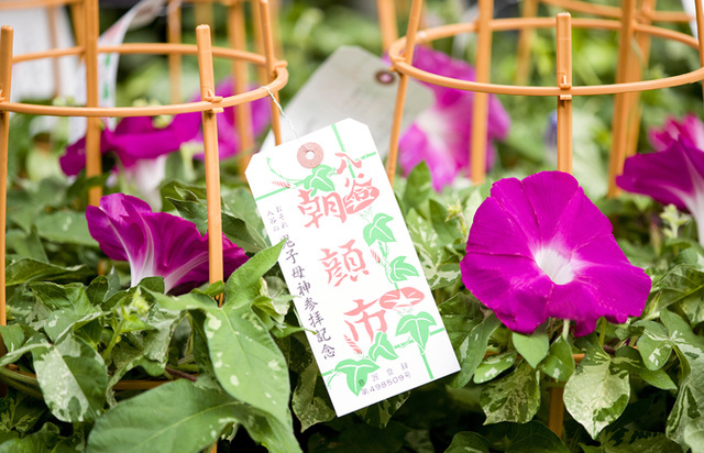 夏の風物詩｜写メ日記｜岩崎｜鶯谷 人妻デリヘル おふくろ