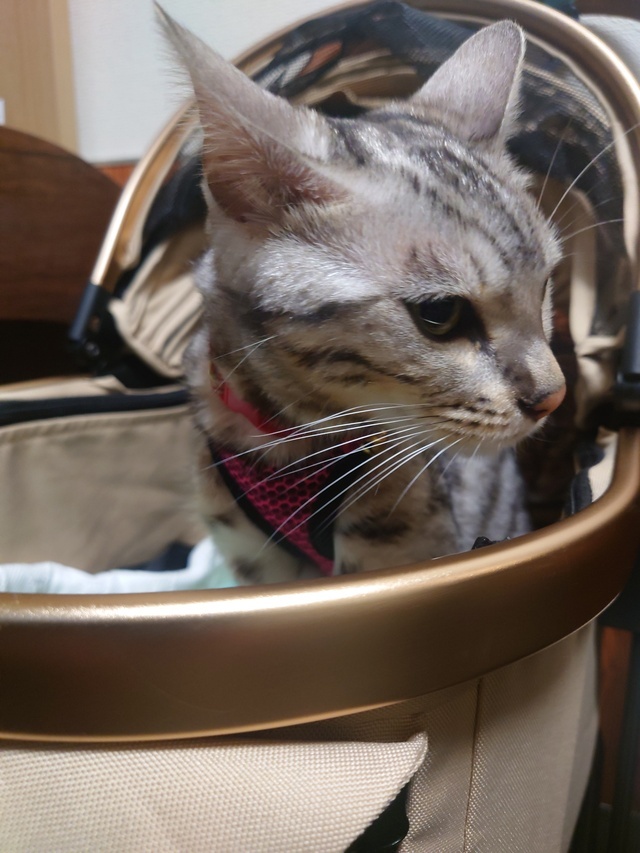 少し寒い｜写メ日記｜鮎川｜鶯谷 人妻デリヘル おふくろ