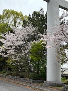 おはようございます😊｜写メ日記｜財前｜鶯谷 人妻デリヘル おふくろ