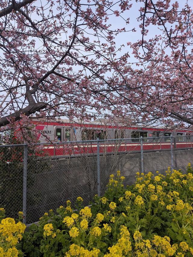 河津桜｜写メ日記｜佐藤｜鶯谷 人妻デリヘル おふくろ
