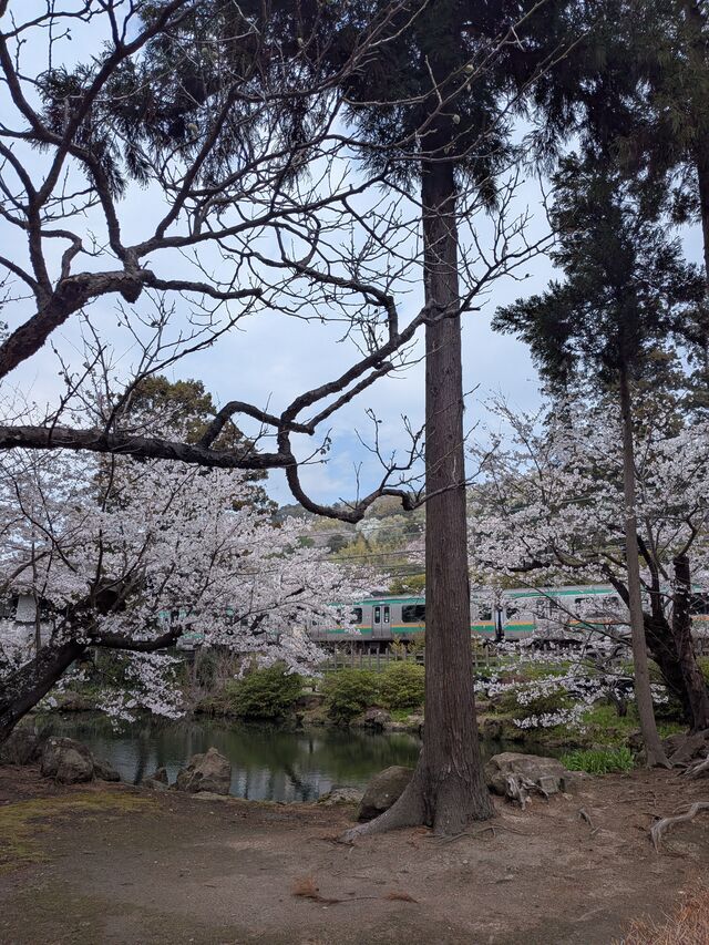 桜の時期終わりましたね。｜写メ日記｜佐藤｜鶯谷 人妻デリヘル おふくろ