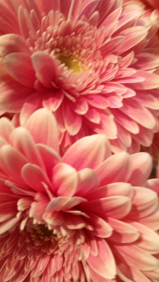 おはようございます☀️🙋‍♀️❗｜写メ日記｜初音｜鶯谷 人妻デリヘル おふくろ