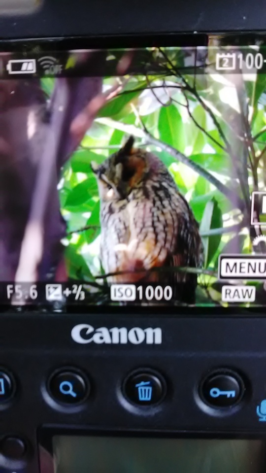 おはようございます☀️🙋‍♀️❗野性のふくろう🦉寒川にて｜写メ日記｜初音｜鶯谷 人妻デリヘル おふくろ