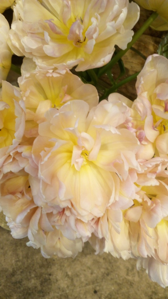 おはようございます☀️🙋♀️❗