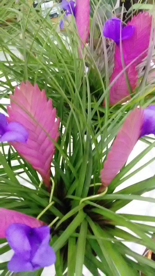 ありがとうございました😆💕✨｜写メ日記｜初音｜鶯谷 人妻デリヘル おふくろ