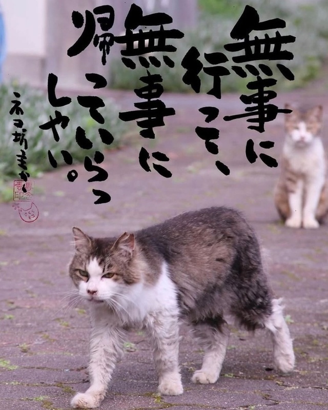 カエル🐸｜写メ日記｜一条｜鶯谷 人妻デリヘル おふくろ