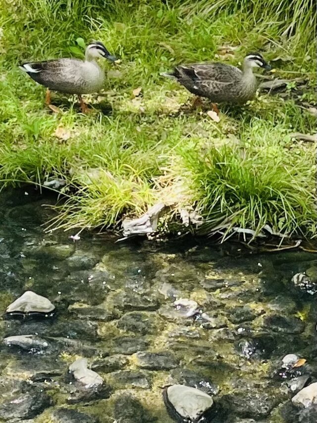 なかよし｜写メ日記｜鳴海｜鶯谷 人妻デリヘル おふくろ
